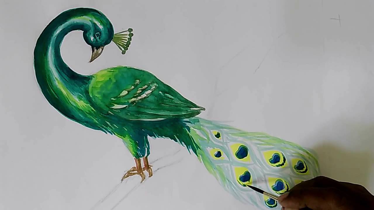 1280x720 How To Draw Peacock In Water Colour