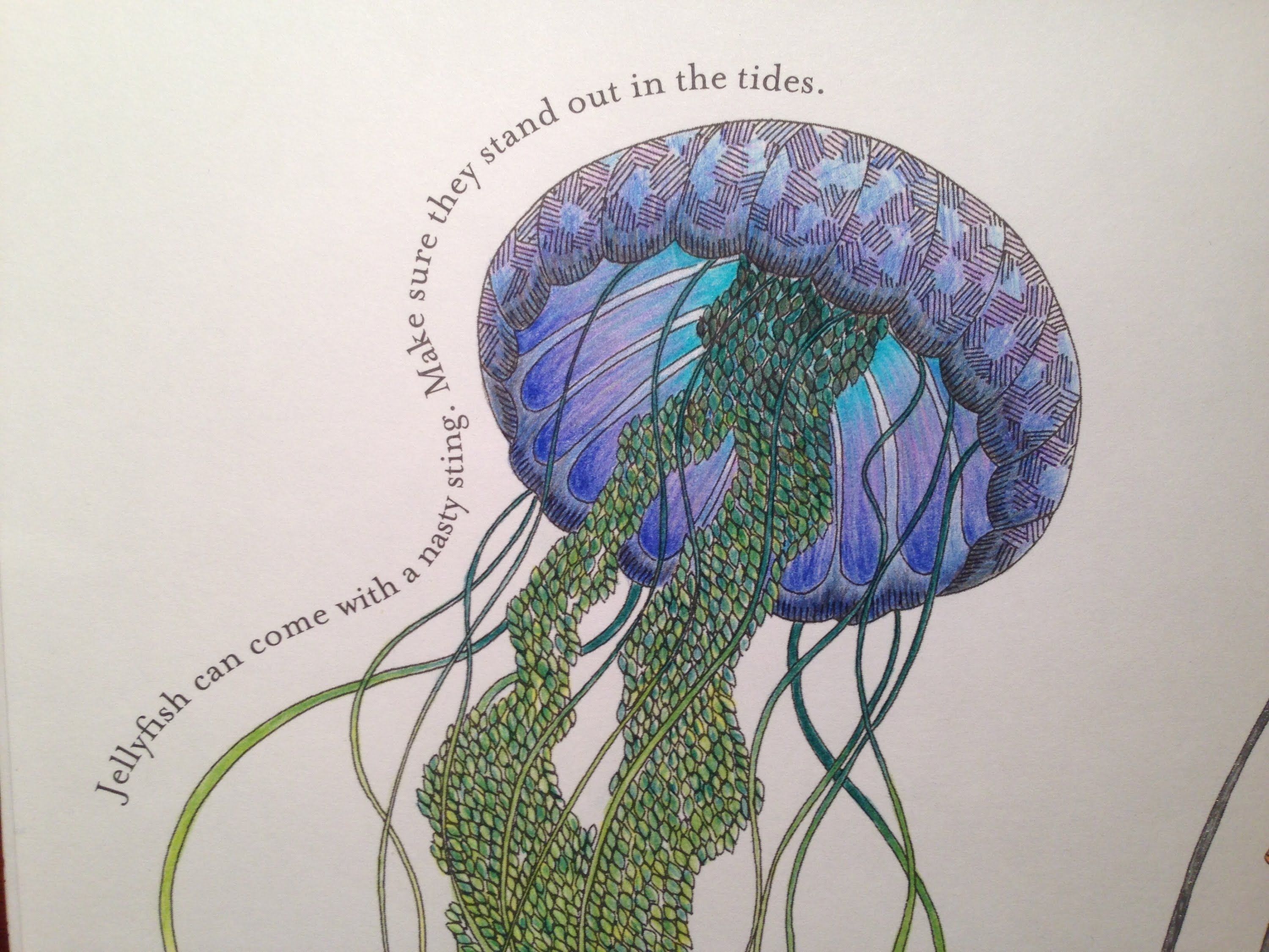 3000x2250 Watch Me Colour Jelly Fish Animal Kingdom Color Me, Draw Me