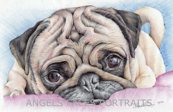 570x369 Pug Drawing In Colour Biro By Angelfaces1986