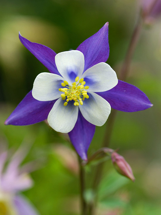 550x733 Columbine