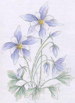 291x400 Image Result For Columbine Flower Illustration Columbines