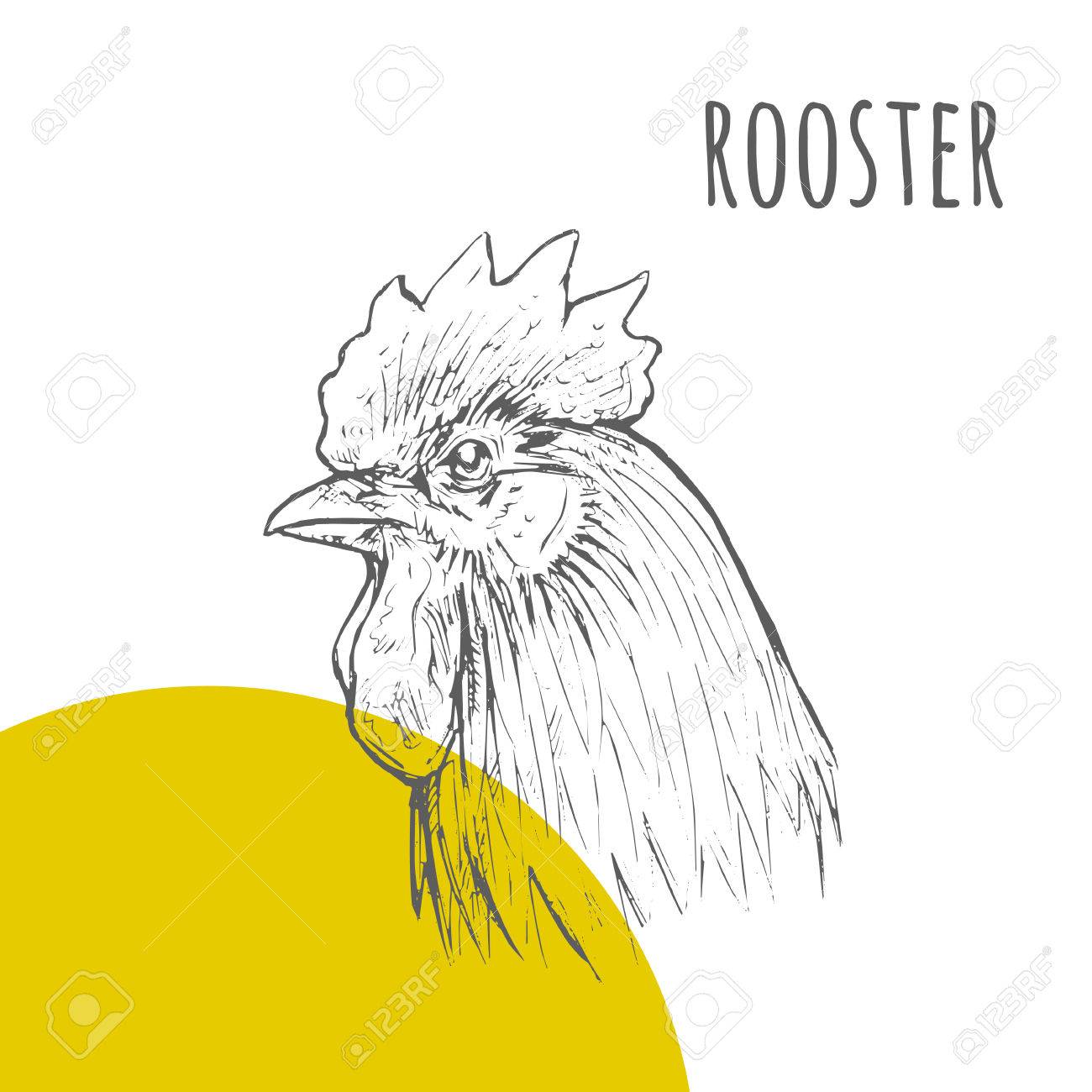 1300x1300 Rooster Cock. Vector Isolated Hand Drawn Pencil Sketch Rooster