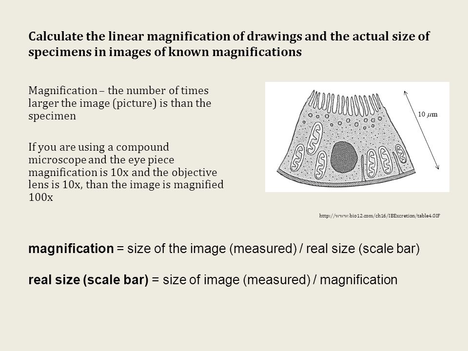 Compound Microscope Drawing At GetDrawings | Free Download