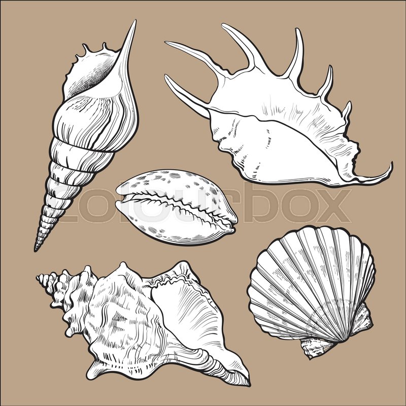 800x800 Set Of Various White Beautiful Mollusk Sea Shells, Sketch Style