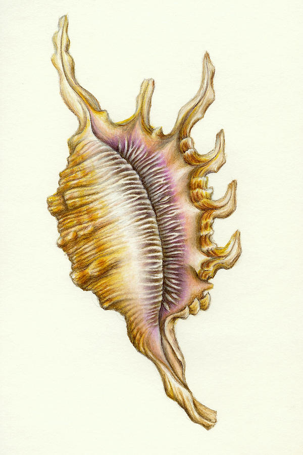 600x900 Spider Conch Drawing By Susannah Gilley