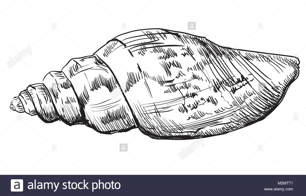 1300x833 Hand Drawing Seashell. Vector Monochrome Illustration Of Seashell
