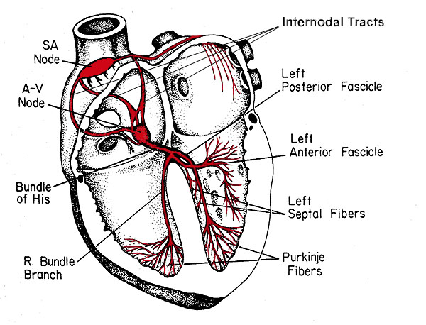 Conduction Drawing at GetDrawings | Free download