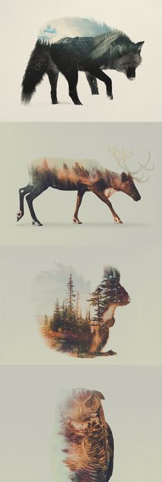 236x700 Aggressive And Charging Animal Logos I Made. Errr