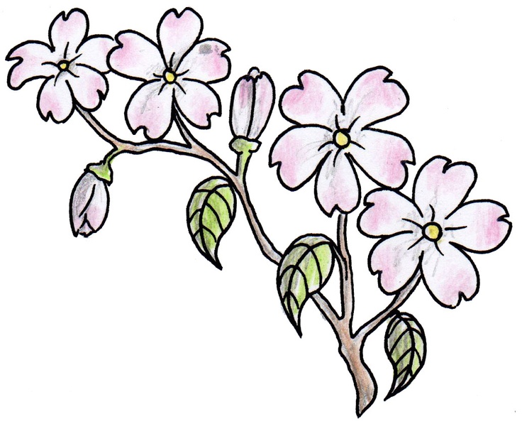 736x597 Pink Flowers Drawing 26 Cool Wallpaper