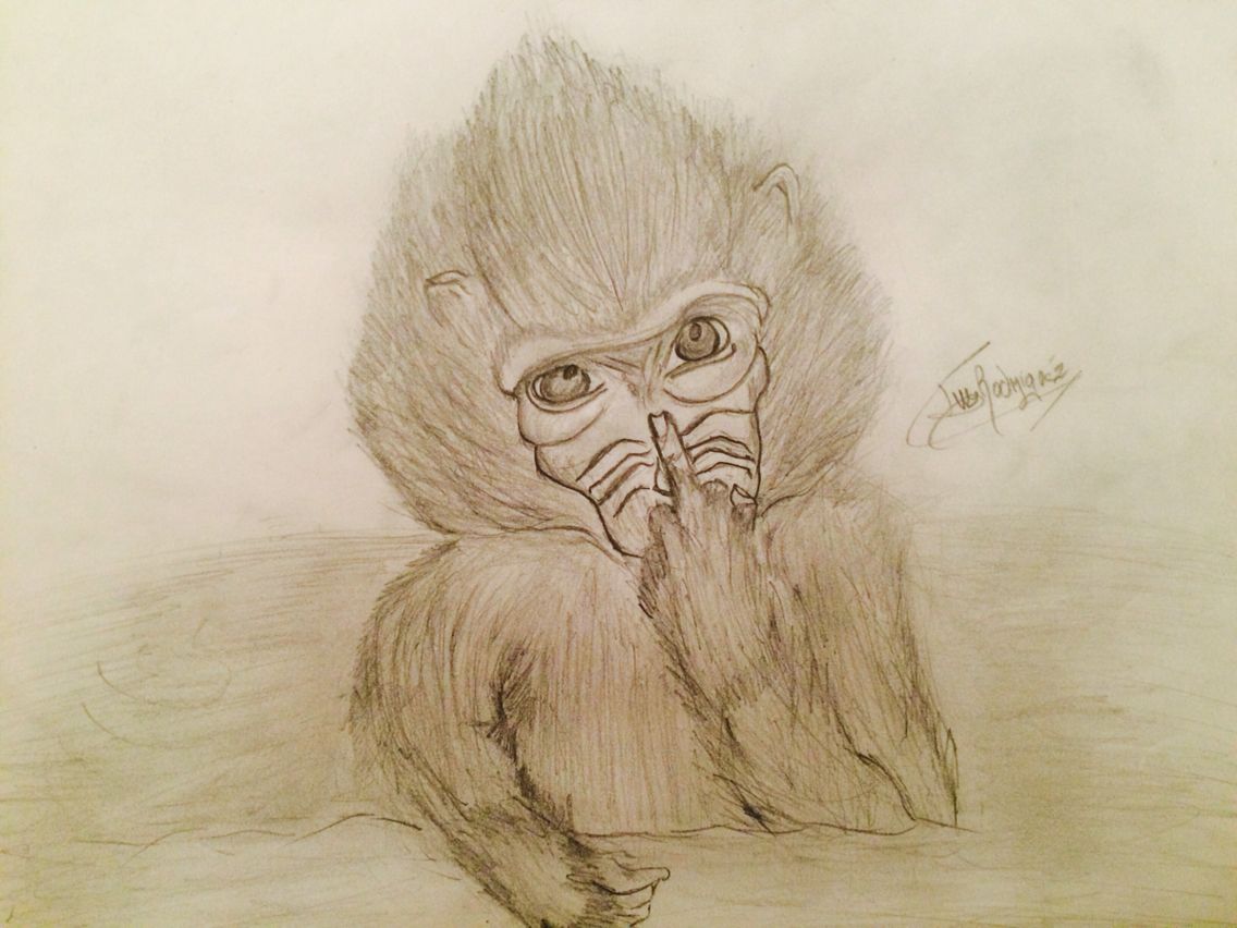 1136x852 Monkeys Are Cool , Not So Cool When I Try To Draw Them Though