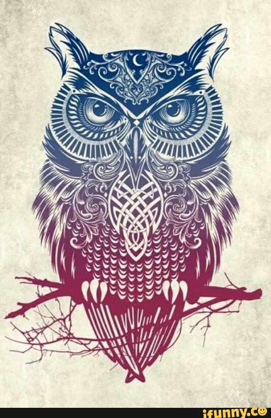 533x820 Owl Drawing