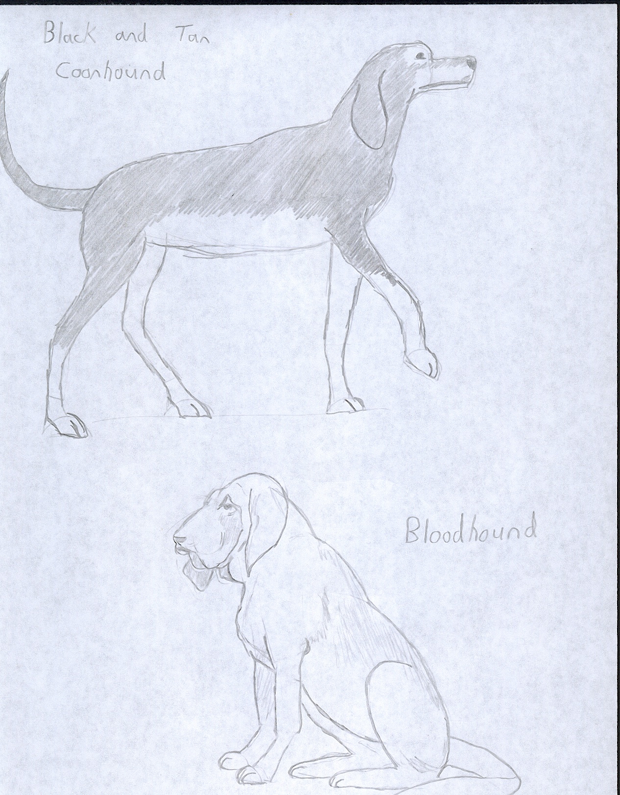 1266x1622 Dogs Draw 50 Dogs Page 2