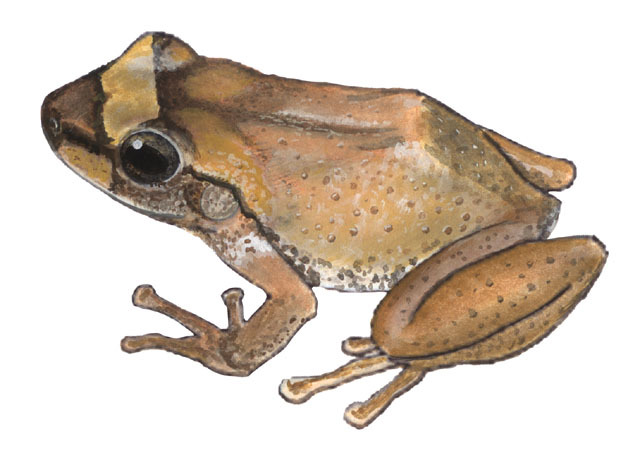 640x458 Adw Eleutherodactylus Coqui Information