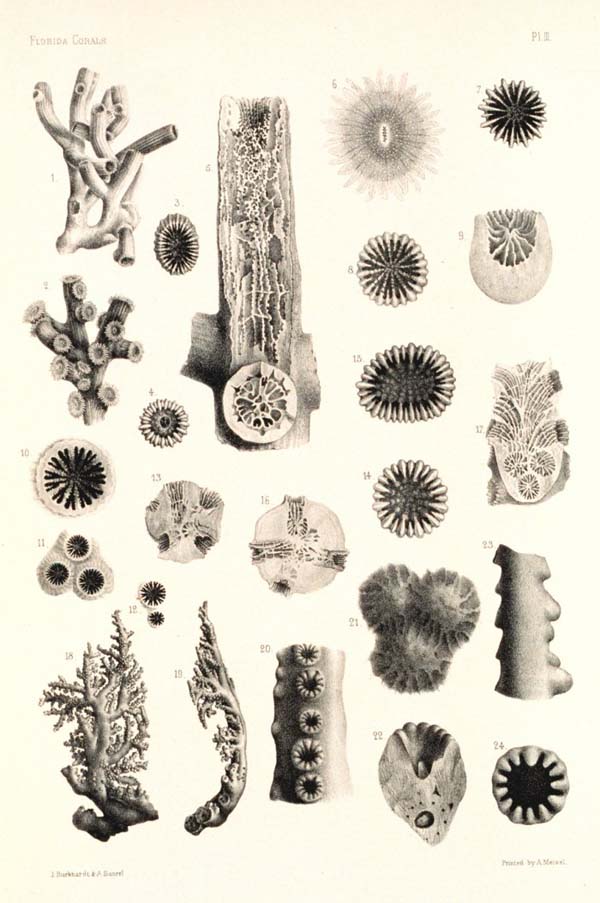 600x903 Noaa Ocean Explorer Various Coral Species Drawing