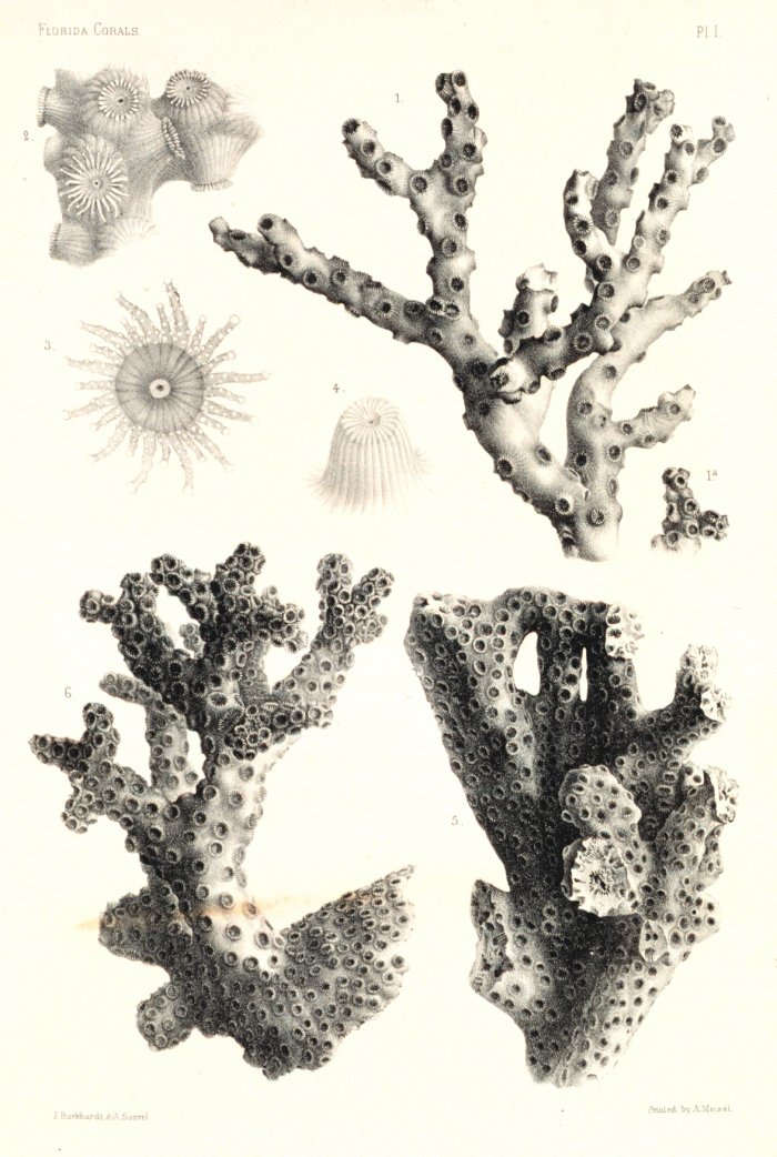 700x1042 Noaa Photo Library Image