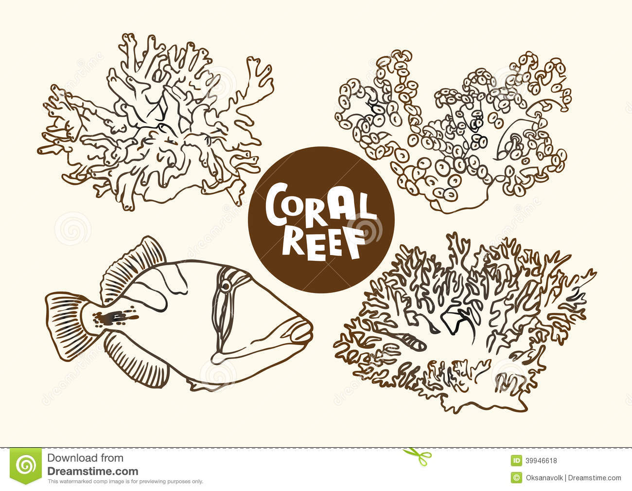 1300x1009 Drawing Of Coral