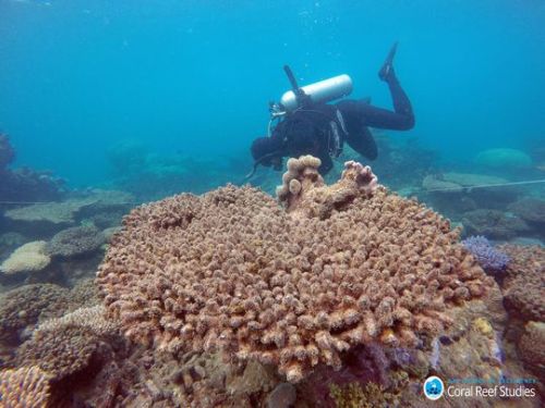 500x375 Usa Today Australia's Great Barrier Reef Has Worst Coral