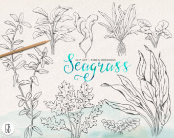 340x270 Coral Reef Drawing