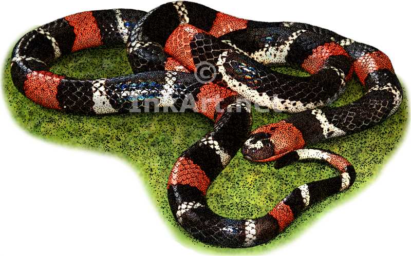 800x499 Eastern Ribbon Coral Snake Stock Art Illustration