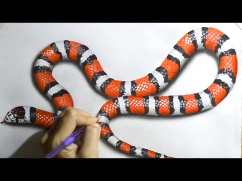 480x360 Realistic Drawing Of Scarlet Kingsnake