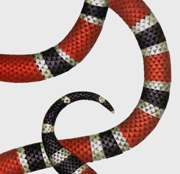 600x580 Coral Snake, Detail, Design Squish Blog Fabrics Amp Pattern