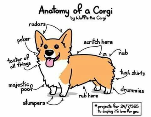 480x373 Pembroke Welsh Corgi