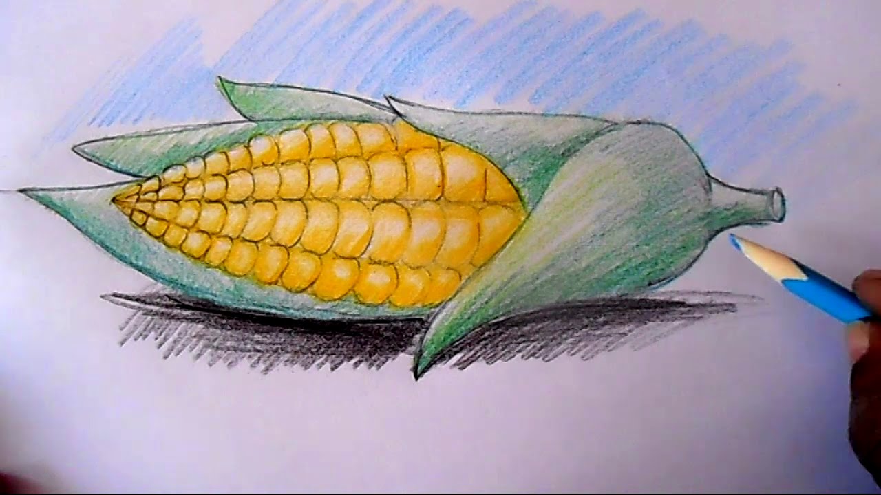 1280x720 How To Draw Corn Cob Step By Step