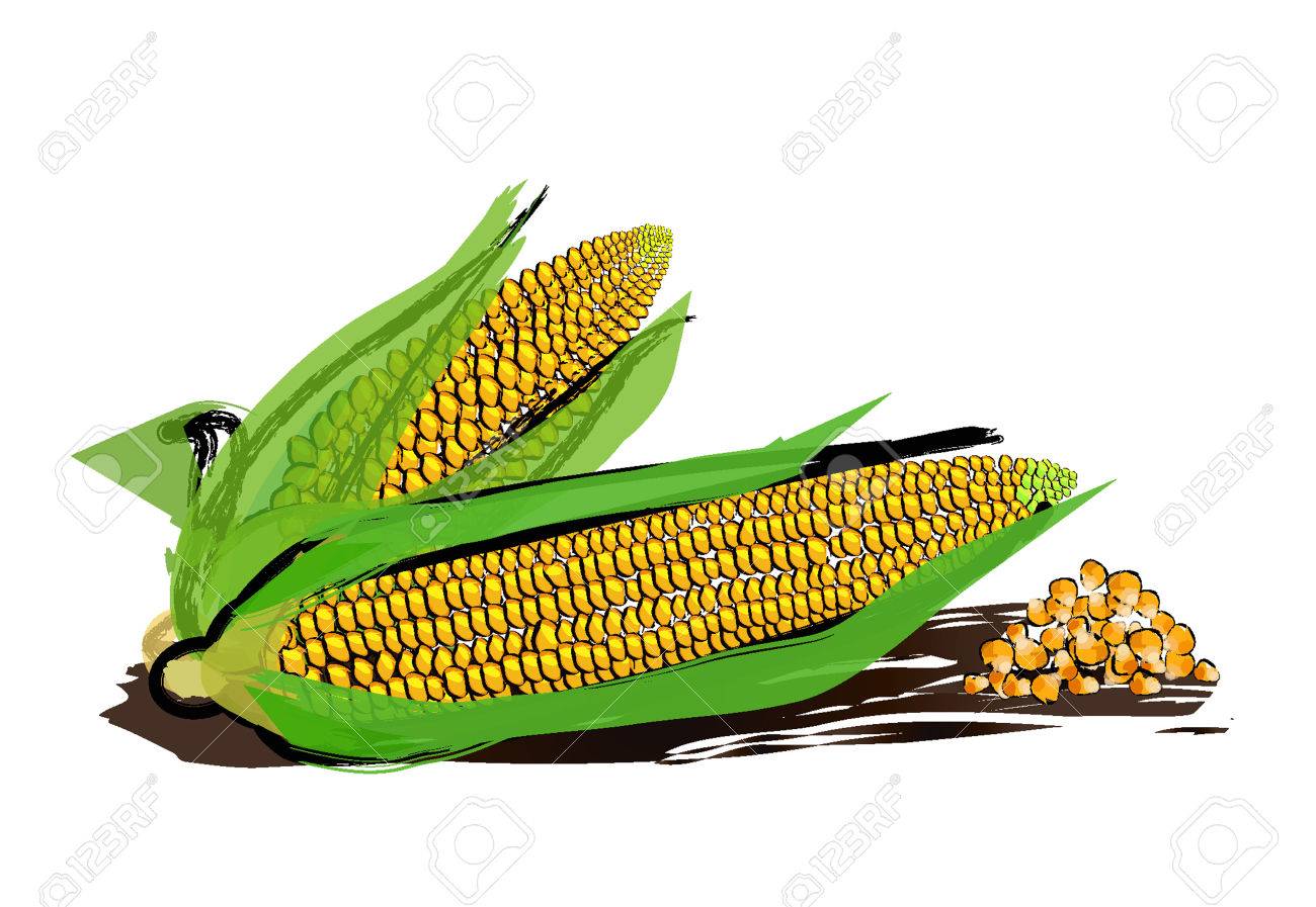 1300x897 Vector Drawing Of Corn With Paint Splashes. Royalty Free Cliparts