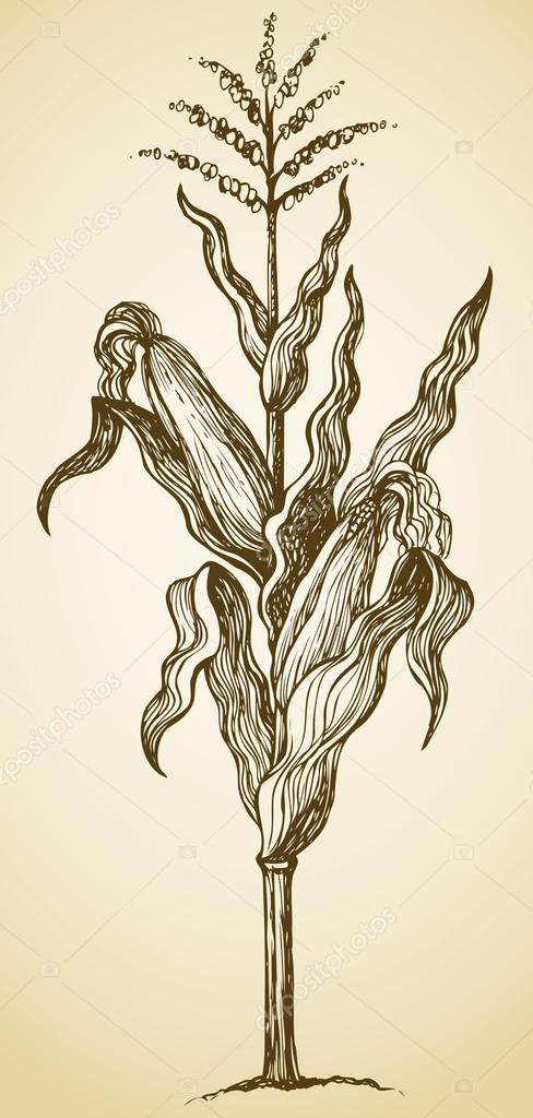 488x1024 Corn Plant Stalk. Vector Sketch Stock Vector Marinka