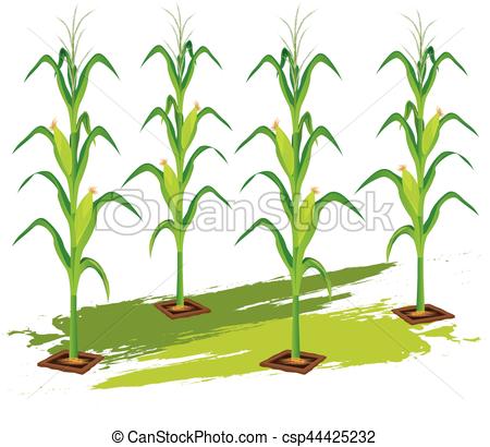 450x410 Corn Plant Vector Design Vectors
