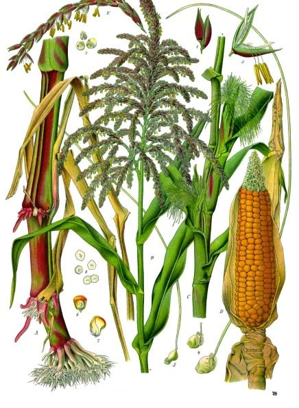 436x594 Maize (Corn) Plant Diagram