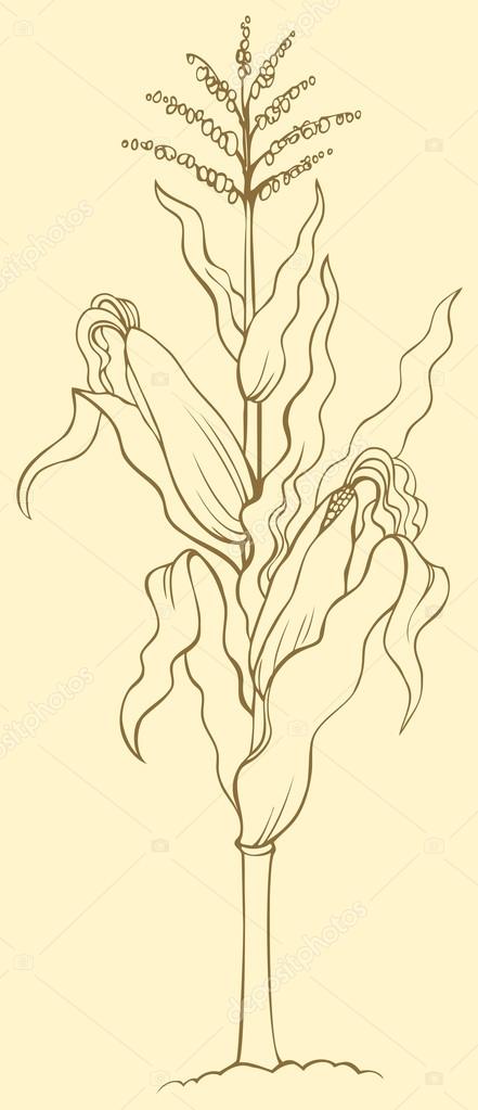 441x1023 Vector Drawing. Corn Stalk, Leaves, Ears And Seeds Stock Vector