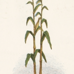 150x150 Vintage Vegetable Drawings.