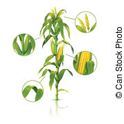 179x178 Corn Plant Vector Clipart Illustrations. 15,621 Corn Plant Clip