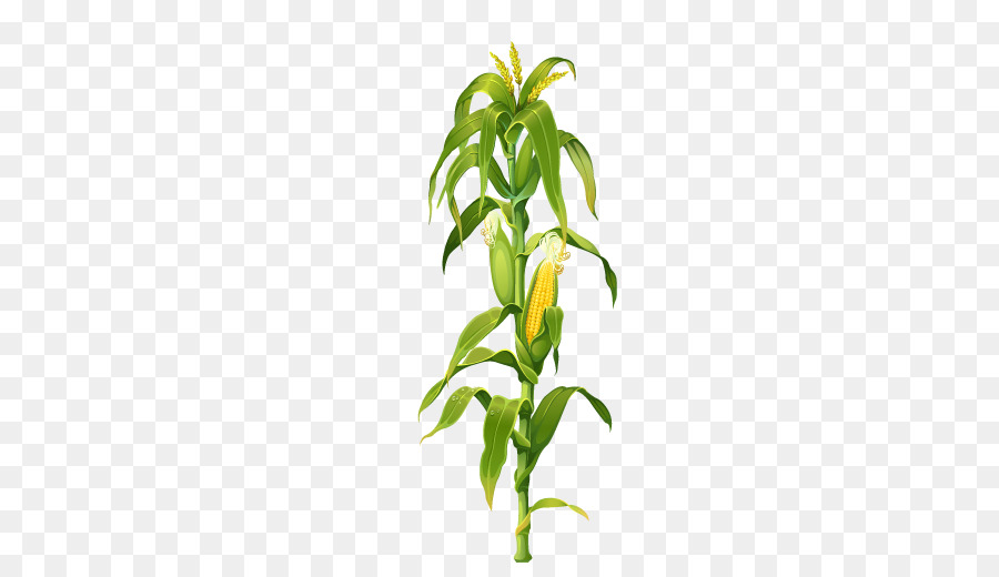 900x520 Maize Corn On The Cob Plant Drawing Clip Art