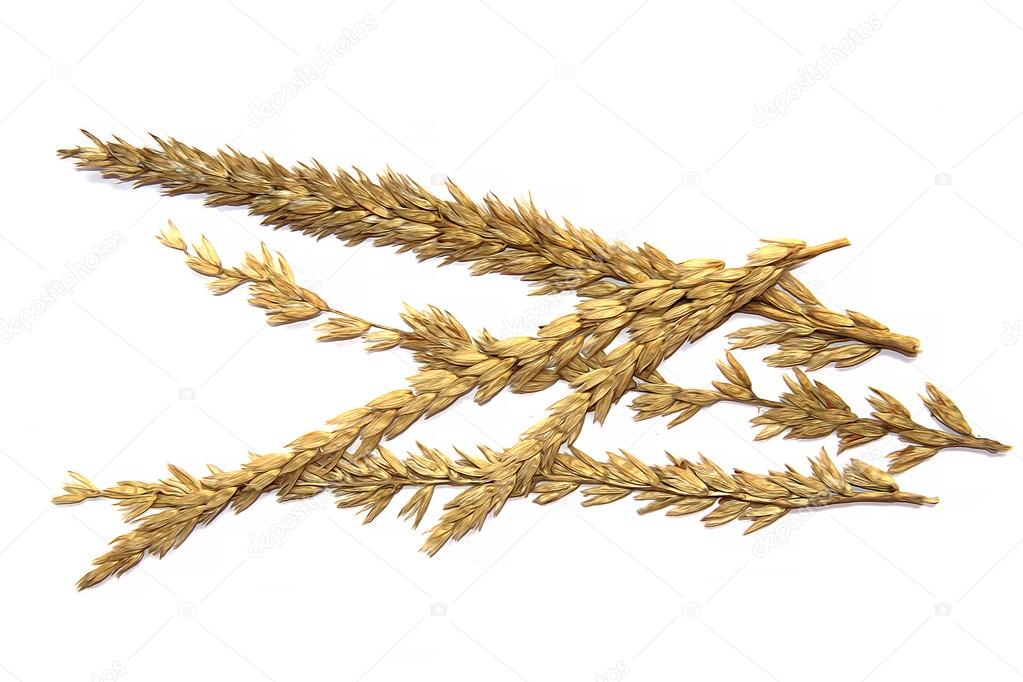 1023x682 Draw Cereal, Dry Corn Stalk, Ear, Grain Cereal Isolated On White