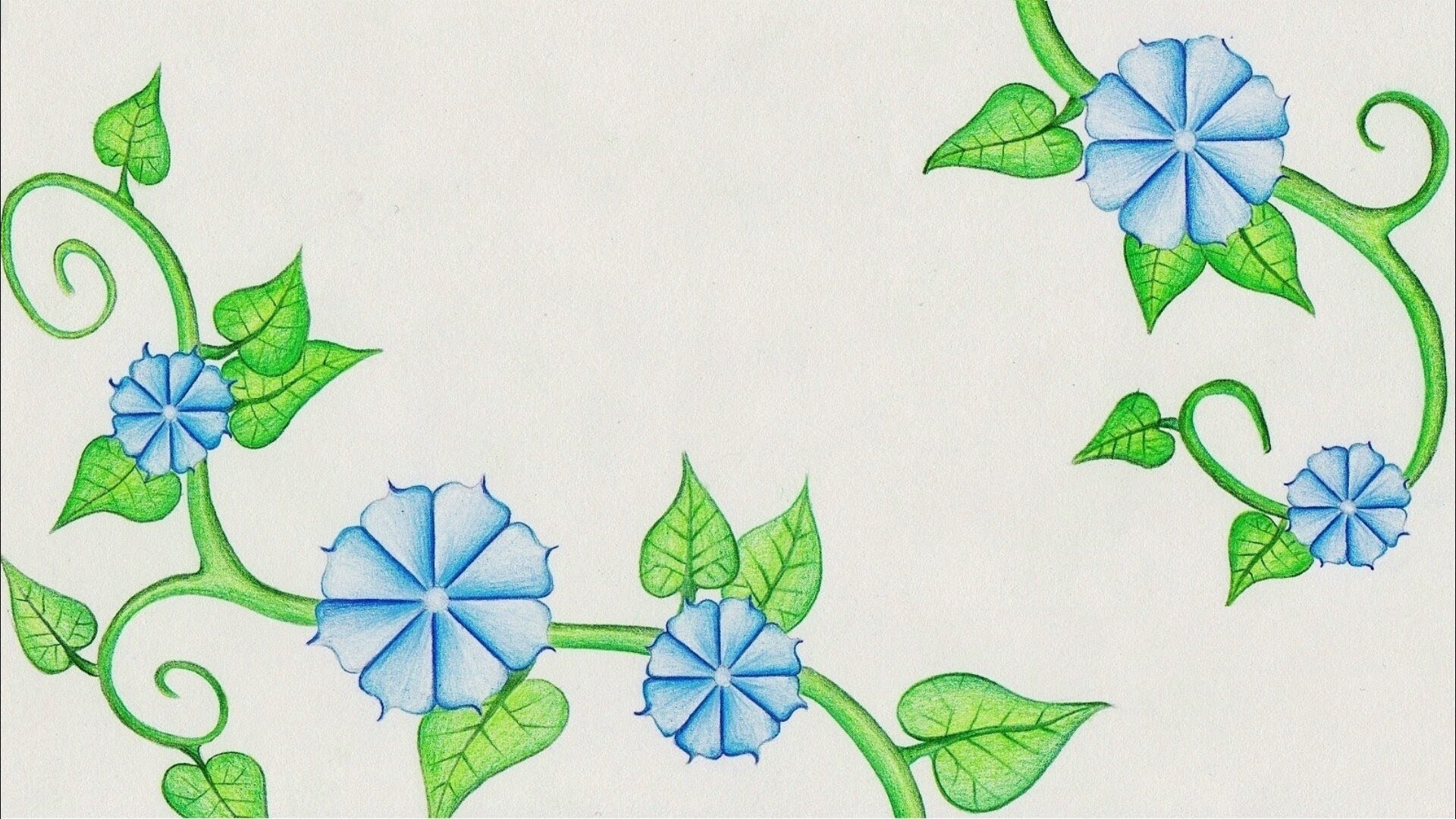 1920x1080 Flower Drawing (Morning Glory) Time Lapse!