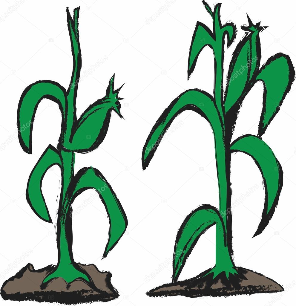 991x1024 Doodle Corn Stalk Stock Photo Dusan964