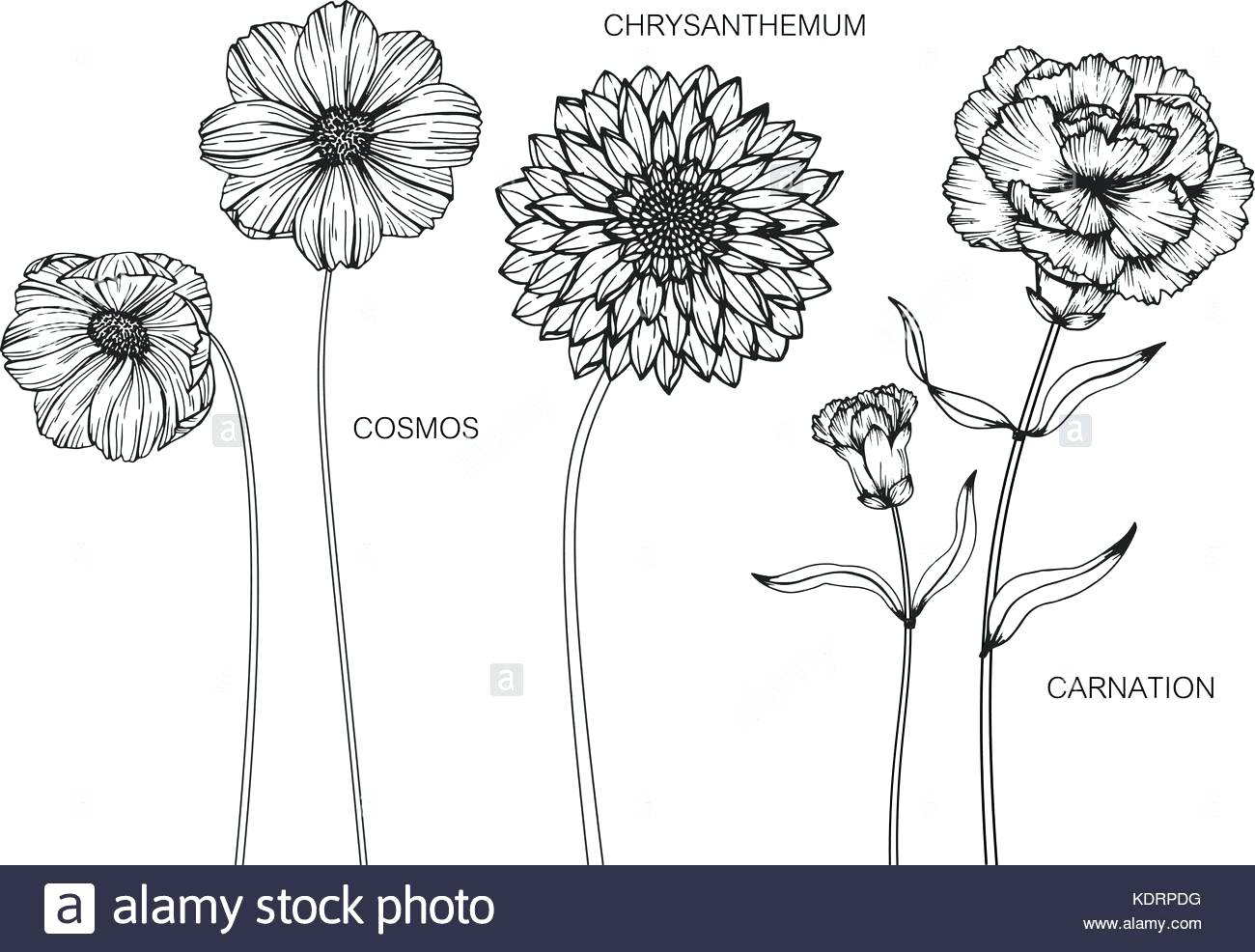 1300x986 Chrysanthemum Vector Vectors Stock Photos Flower Coloring Page