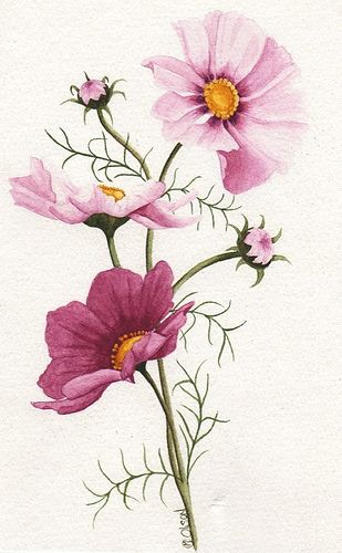 309x500 Todos Os Tamanhos Pink Cosmos Compartilhamento De