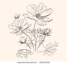 230x219 Cosmos Flower Drawing