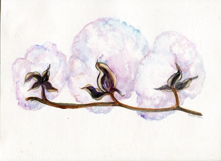 736x534 74 Best Cotton Bolls Images On Cotton Bolls, 2nd