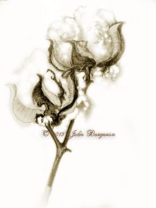 225x300 Drawing Cotton Bolls Sketches