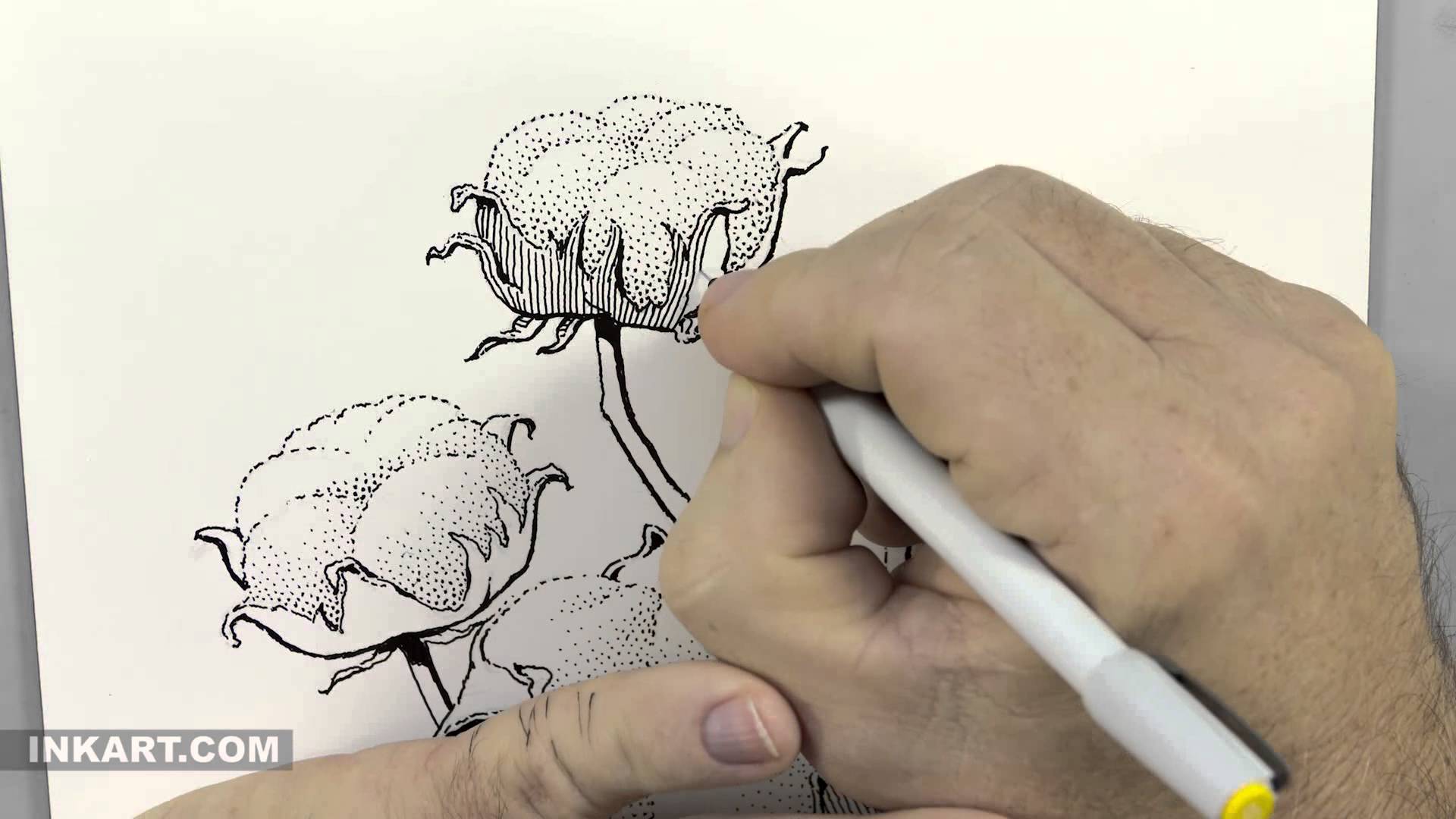 1920x1080 Scratchboard Illustration Of A Cotton Plant