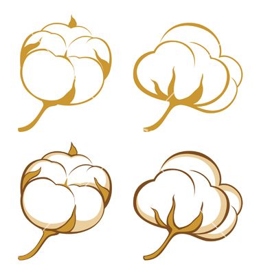 380x400 Cotton Plant Images Cotton (Gossypium). Royalty Free Stock Photo