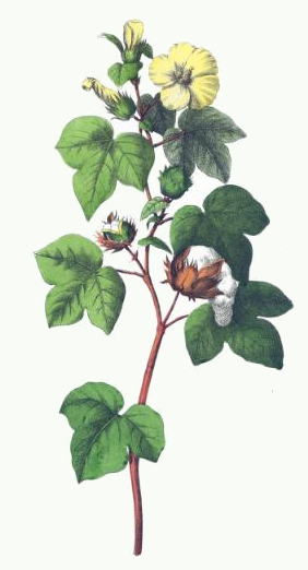 282x522 Botanical Print Displaying The Life Cycle Of Cotton Plants. This