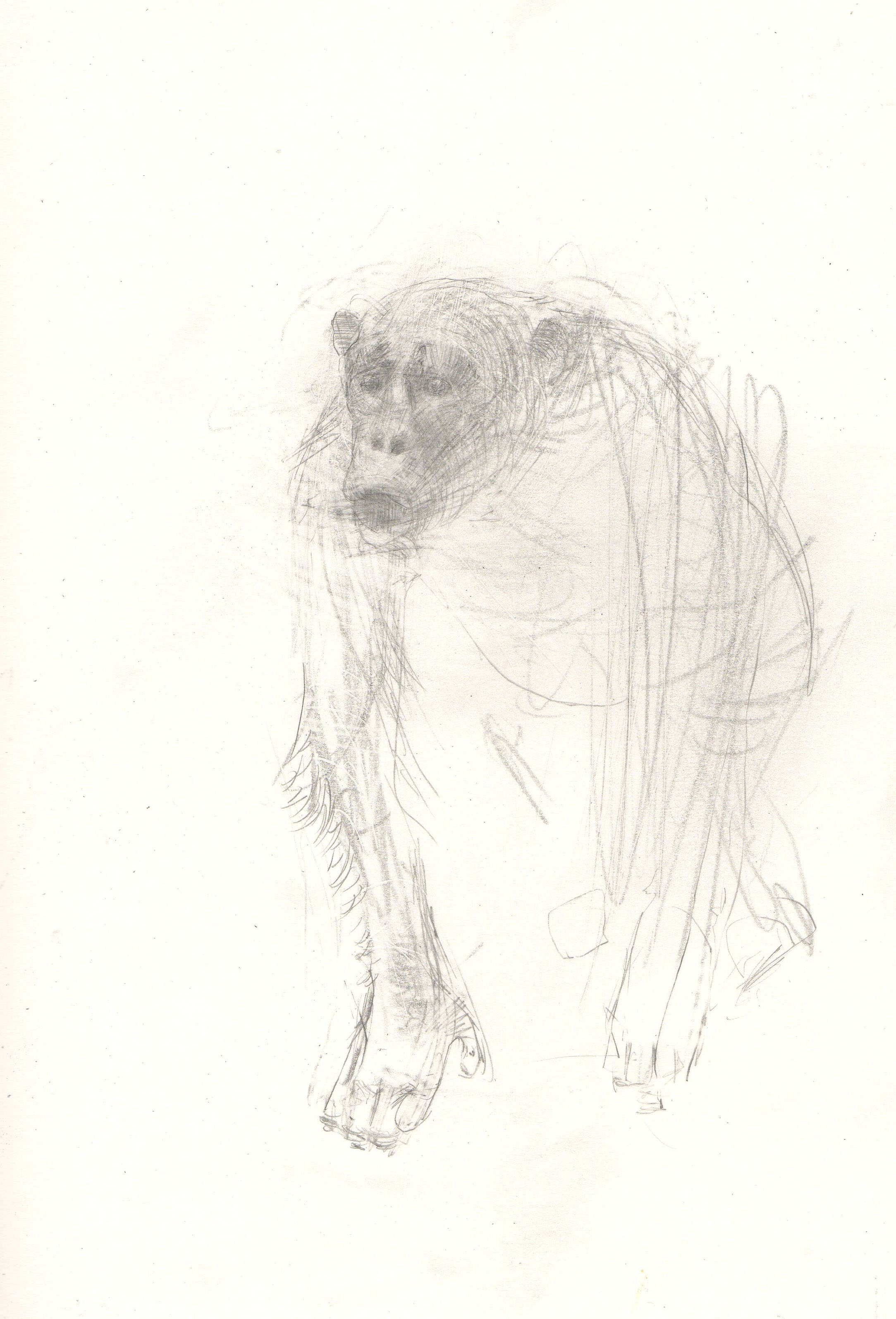 2167x3189 Powell Cotton Museum Drawings From 2011 Roy Eastland Drawing