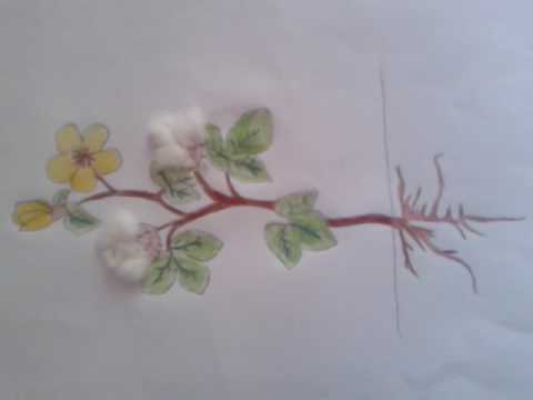 480x360 Drawing Of Cotton Plant