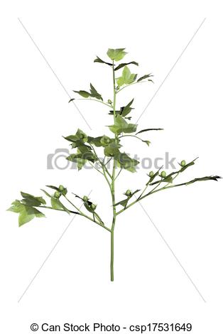 314x470 Young Cotton Plant