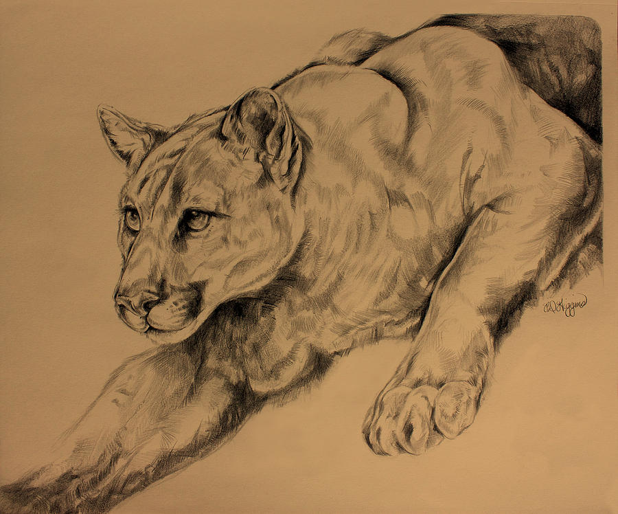 900x748 Cougar Drawing By Derrick Higgins